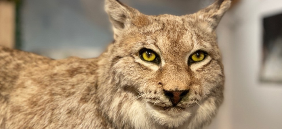 Dalla sua scomparsa al ritorno sulle Alpi, un Convegno dedicato alla lince eurasiatica il 3 settembre a Luserna